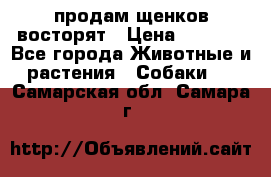 продам щенков восторят › Цена ­ 7 000 - Все города Животные и растения » Собаки   . Самарская обл.,Самара г.